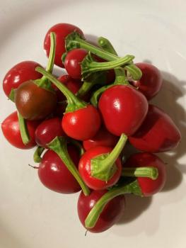 Rote Ungarische Kirschpaprika scharf  Samen, Bio Saatgut,
